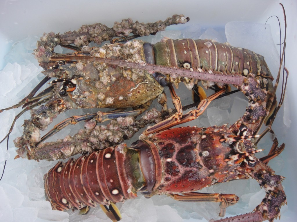 Florida Spiny Lobster Photo by Maureen Cavanaugh Berry