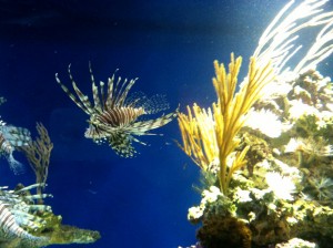 Lionfish Monterey Bay Aquarium