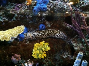 eel Monterey Bay Aquarium