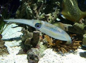 Squid Monterey Bay Aquarium