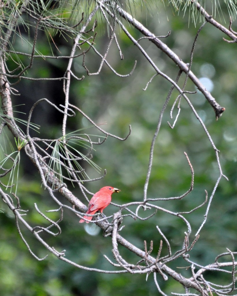 Tanager in Kentucky