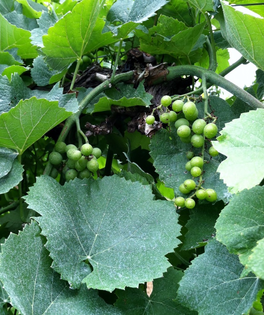 Grapes at Eddy Grove Vineyards