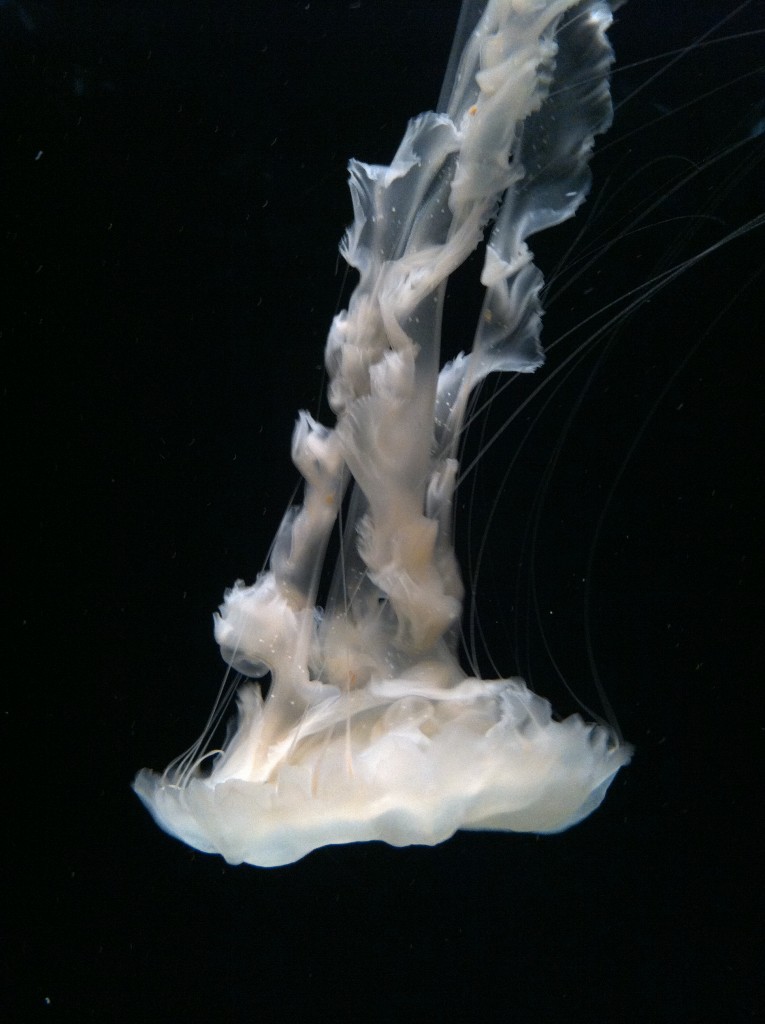Jellyfish Monterey Bay Aquarium