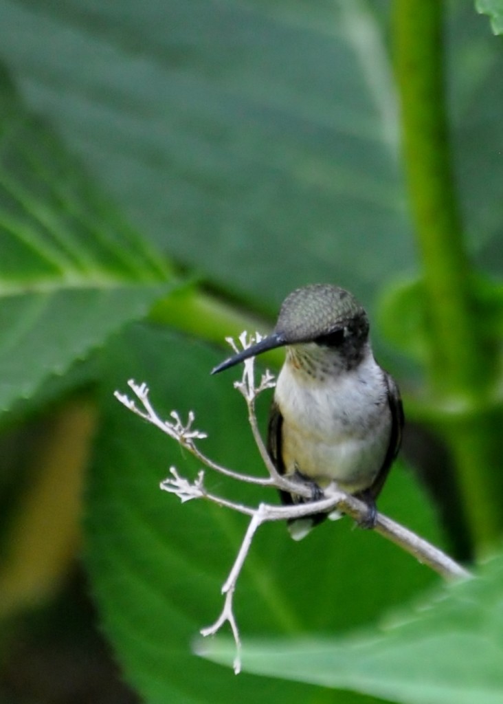 hummingbird kentucky