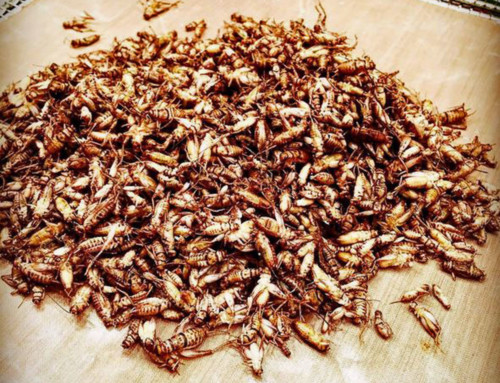 Would You Eat Crickets?