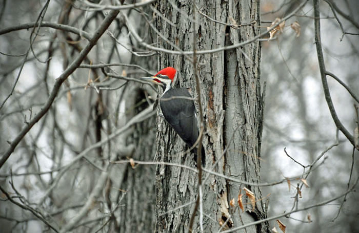 Pileated-Woodpecker