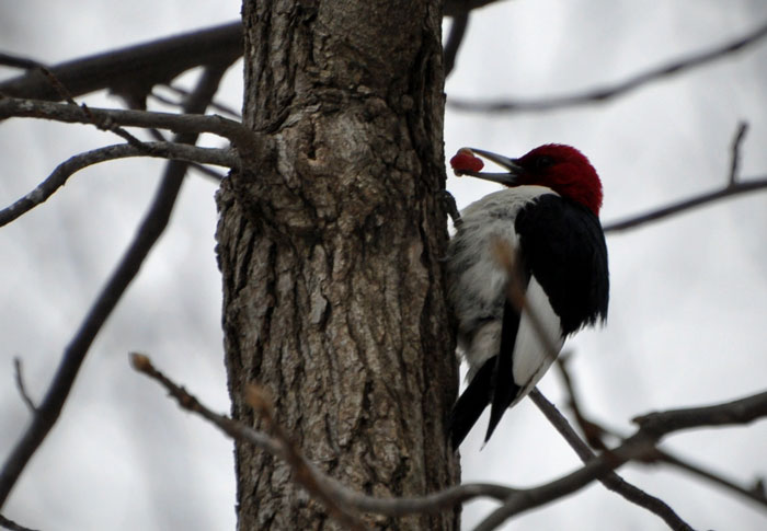 Redheaded-woodpecker-700