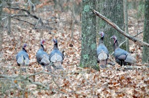 five wild turkeys in a forest blanketed with fall foliage