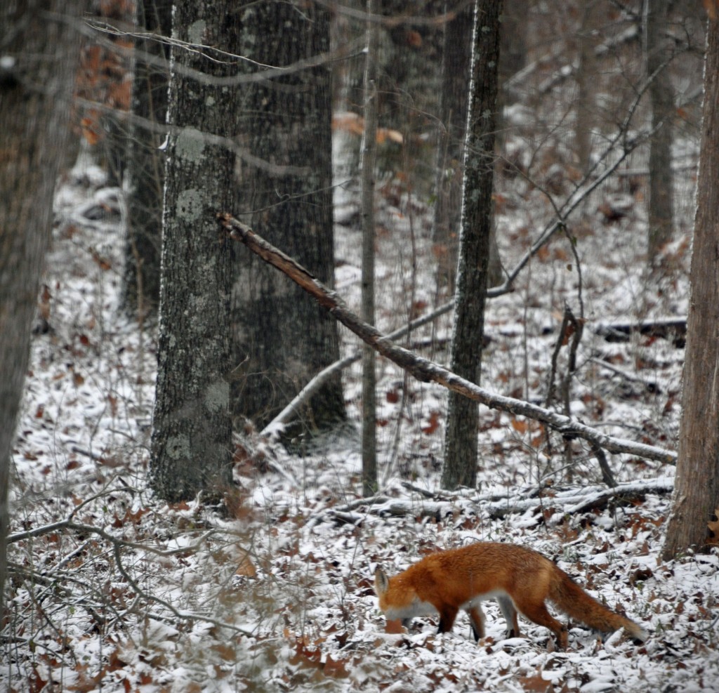 Red Fox Western Kentucky