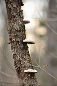 Tree Fungus Late Winter