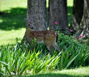 Fawn in Iris Bed