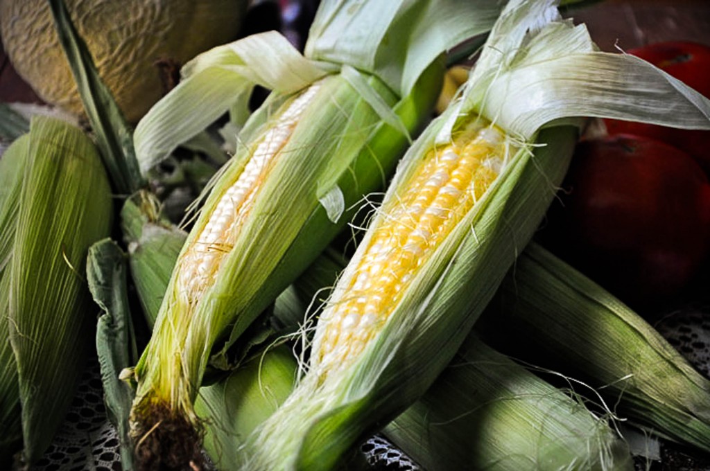 kentucky-sweet-corn