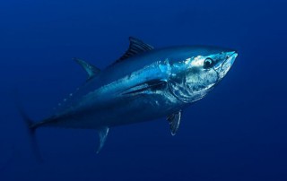 pacific-bluefin-tuna
