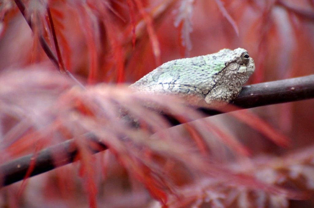 Gray tree frog in Japanese Maple