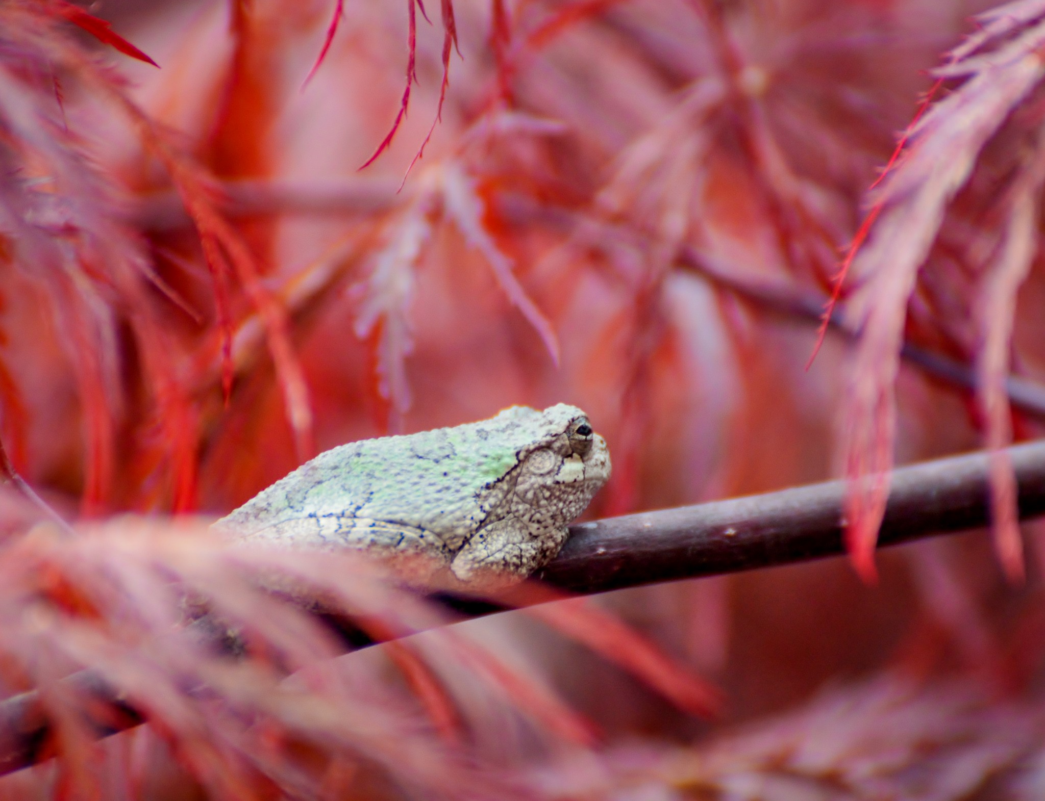 green tree frog on Japanese maple