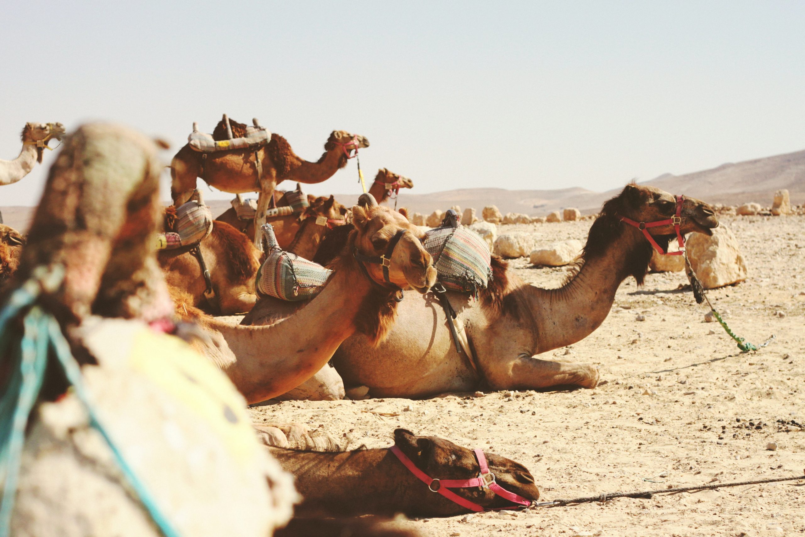 camels in the negev desert