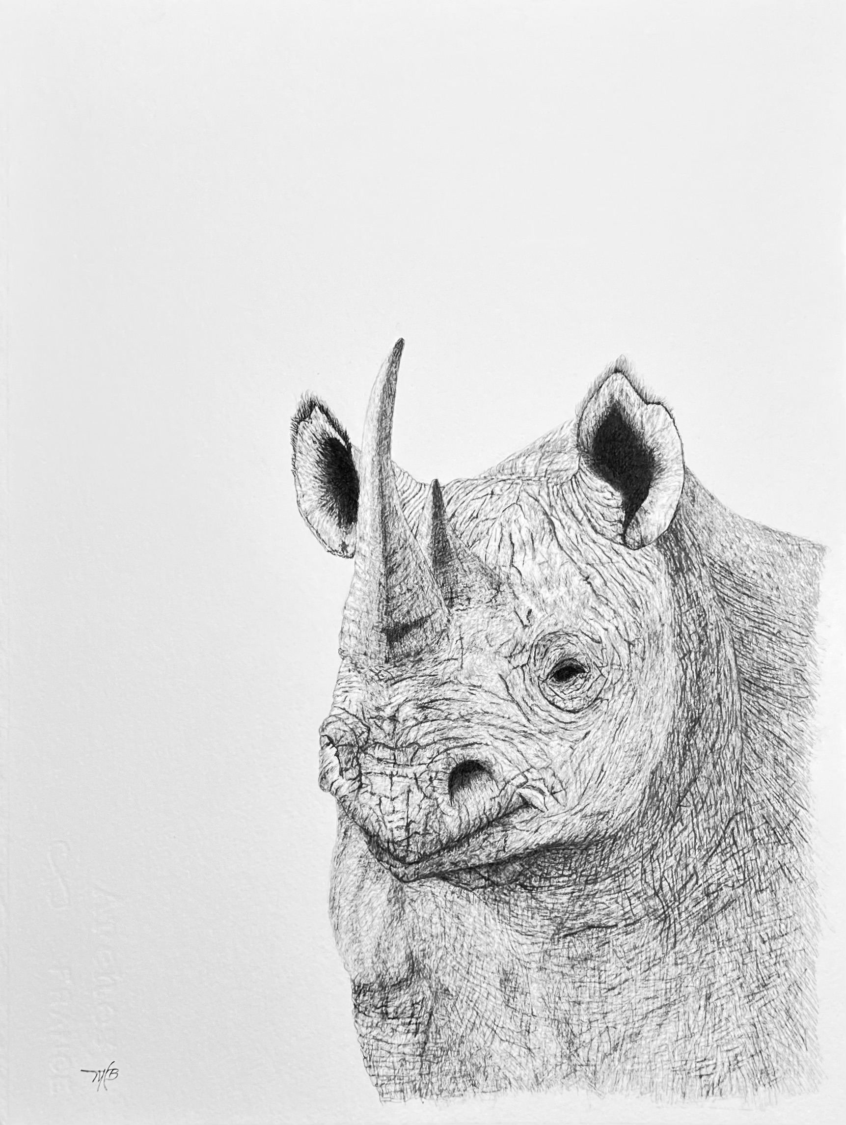 Black Rhino ink on paper