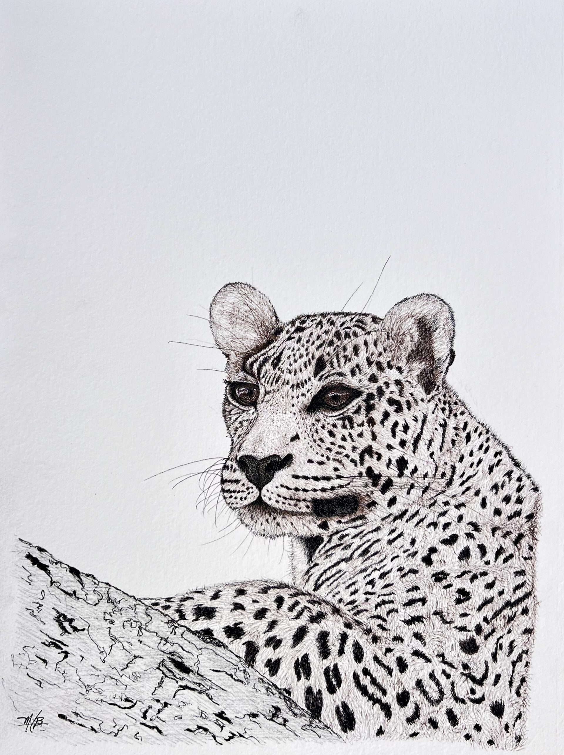 african leopard ink on paper