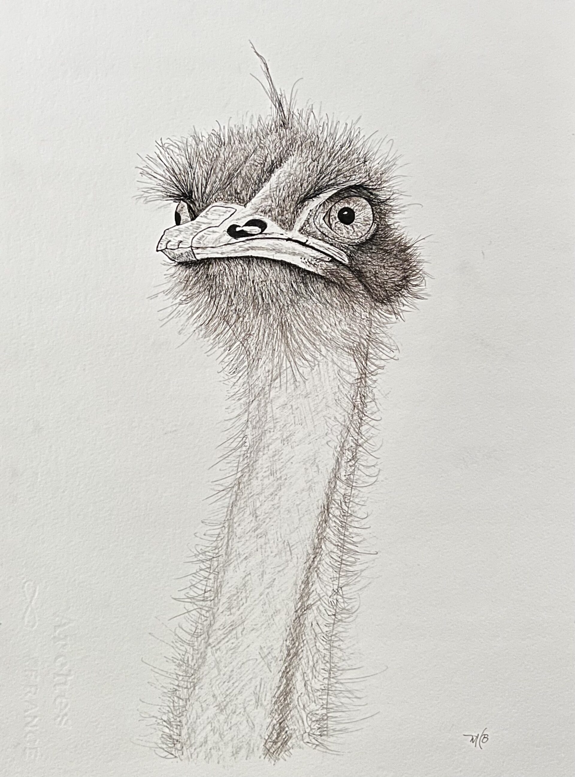 wild african ostrich bust, ink on paper