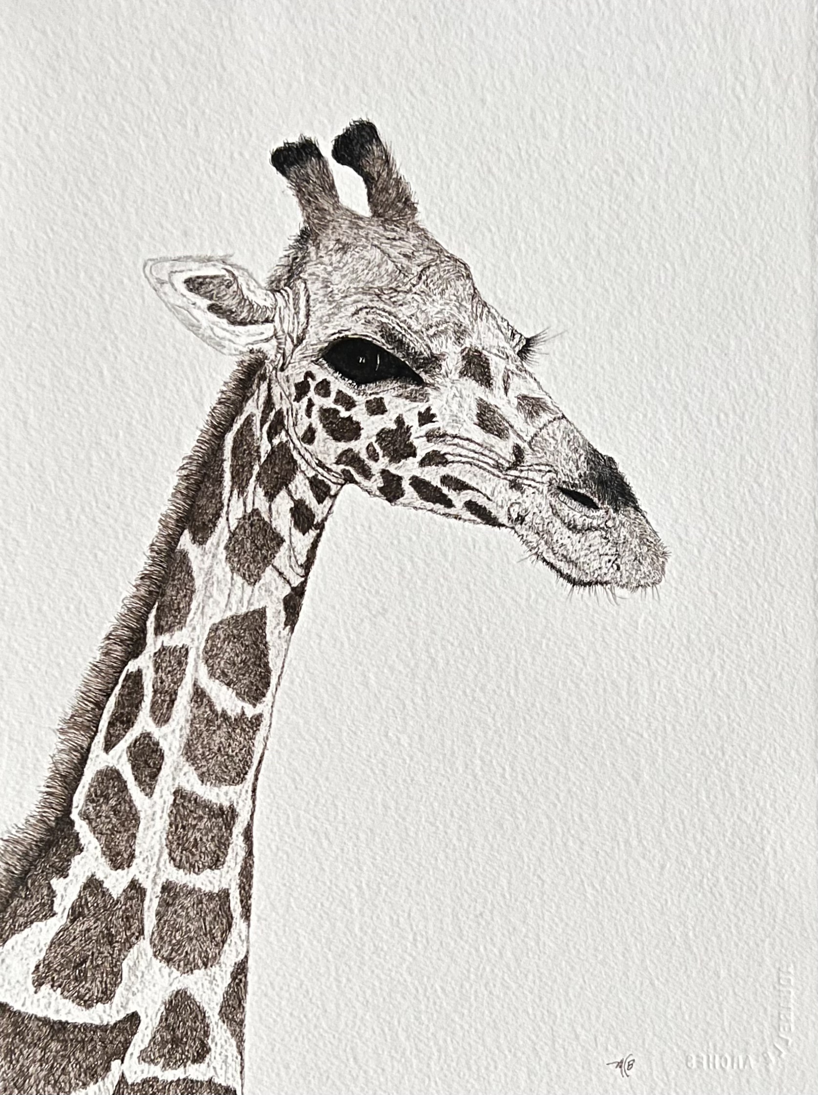 Rothschild Giraffe bust, ink on paper