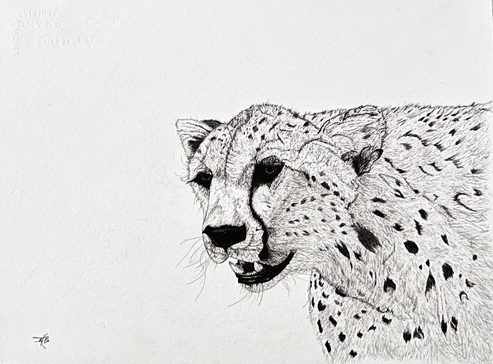 African cheetah bust ink on paper