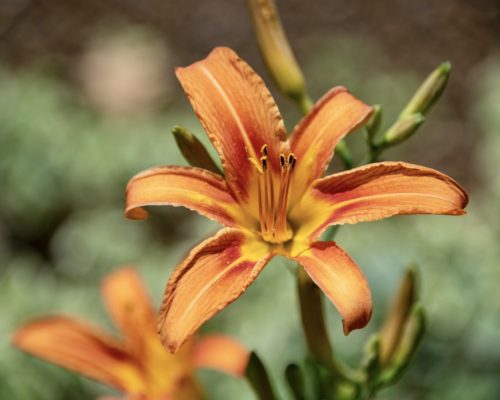 orange and yellow tiger lilies with a blurred green background
