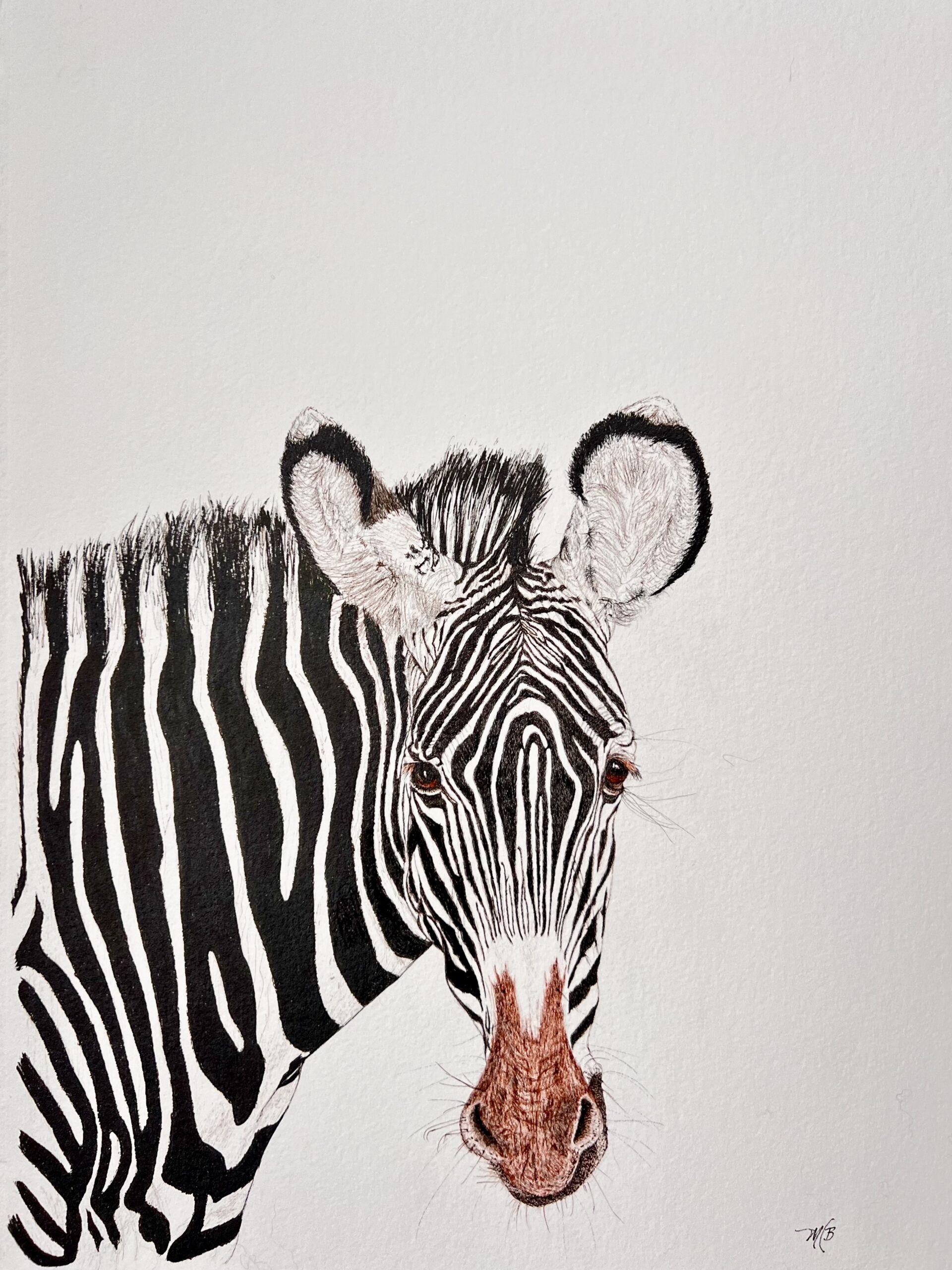 wildlife portrait of a bust of a grevys zebra with ink on watercolor paper